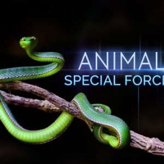 动物特种部队 动物特种部队
